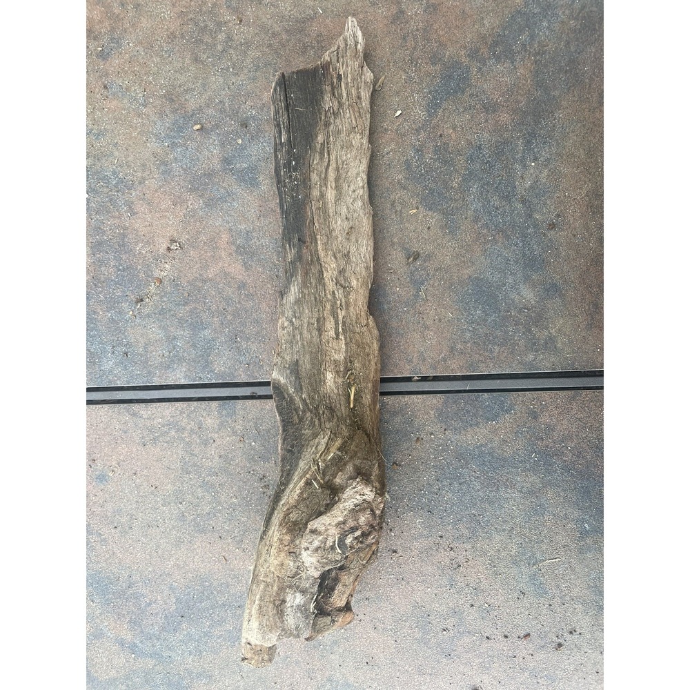Natural Driftwood for Plants Terrarium Taxidermy Art Projects